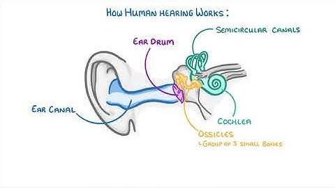 GCSE Physics - Sound Waves and Hearing