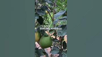 Bưởi Ruby- 0919705120