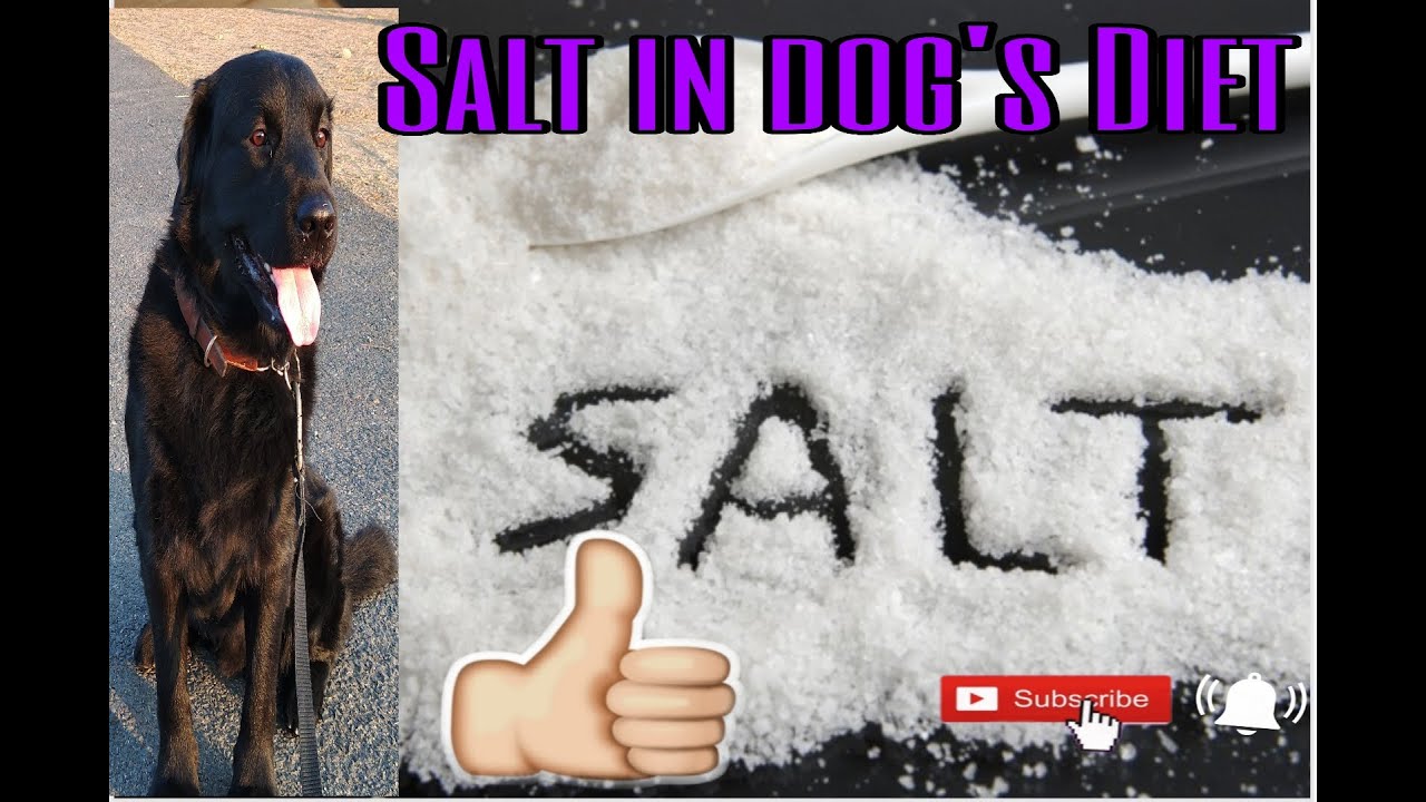 Role of Salt in Dog's diet YouTube