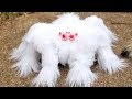 10 RAREST Spiders In The World!
