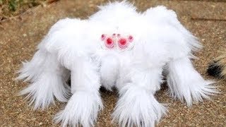 10 RAREST Spiders In The World!