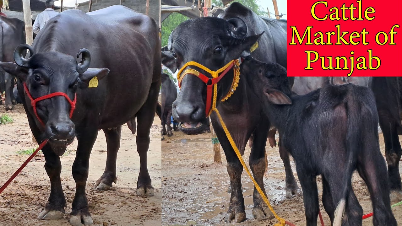 Live Coverage Cattle market of Punjab Jagraon Khanna Kurali Rampura