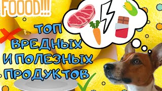 Полезные и вредные продукты для собак|Что выберут Парсон Рассел и Джек Рассел?