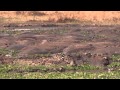 Hippo en masse in fresh water spring, Katavi NP, Tanzania