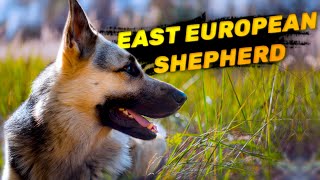 East European Shepherd - The Robust Protector | Characteristics by Paws & Plays 571 views 5 months ago 5 minutes, 21 seconds