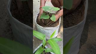 🌱 Ash Gourd Planting Tips in Plastic Cement Bag 🪴 | Huge Harvest Trick #shorts #ashgourd #gardening