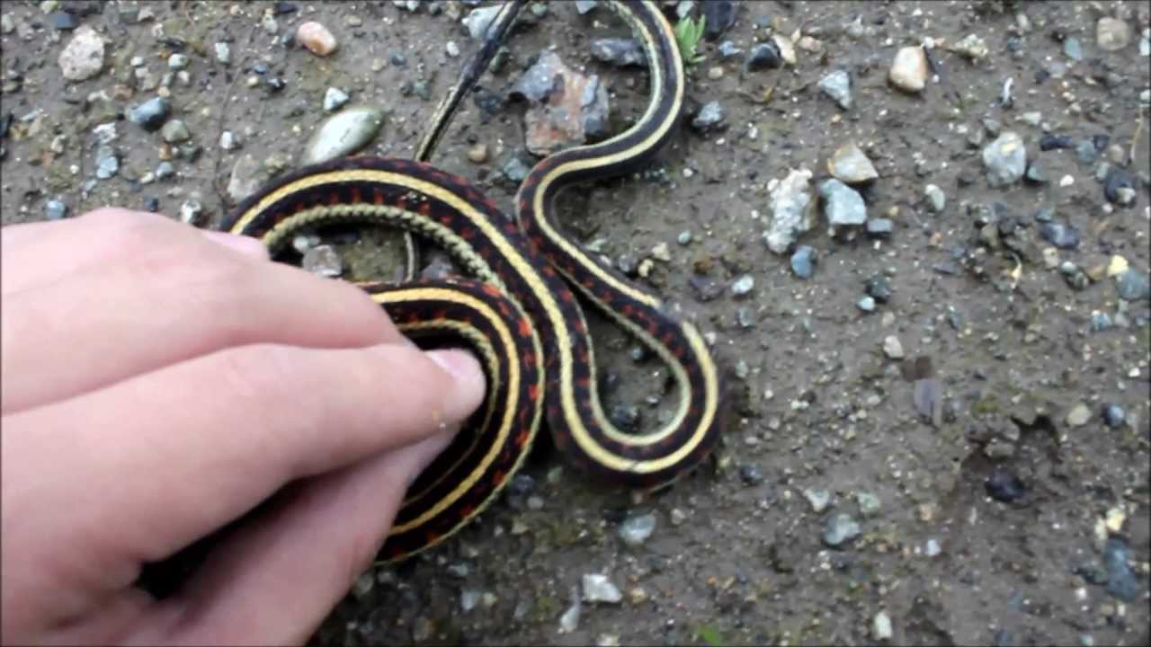 ribbon snake petco