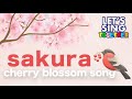 Sakura  japanese cherry blossom song 