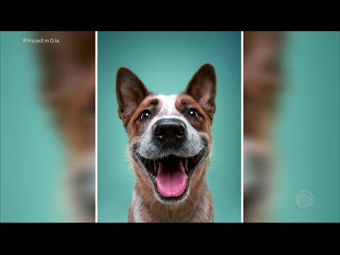 Vídeo: Cães Comunicam Através De Expressões Faciais