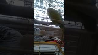 Allah Di̇yen Kuş Ben Malim Da Dedi̇mi̇lleti̇n Kuş Neler Di̇yor Bi̇r De Bi̇zi̇mki̇ne Bak