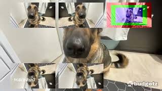 Dog Whining Sparta Remix