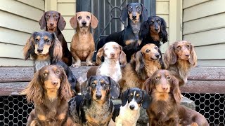 Funny Miniature dachshund dogs Videos 2021 | Try Not To Laugh Cute dachshund dogs playful videos