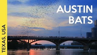 1.5 million bats in Austin, Texas (USA)