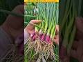 🧅Follow this method for good yield of small onions #gardening #growth #vegetables