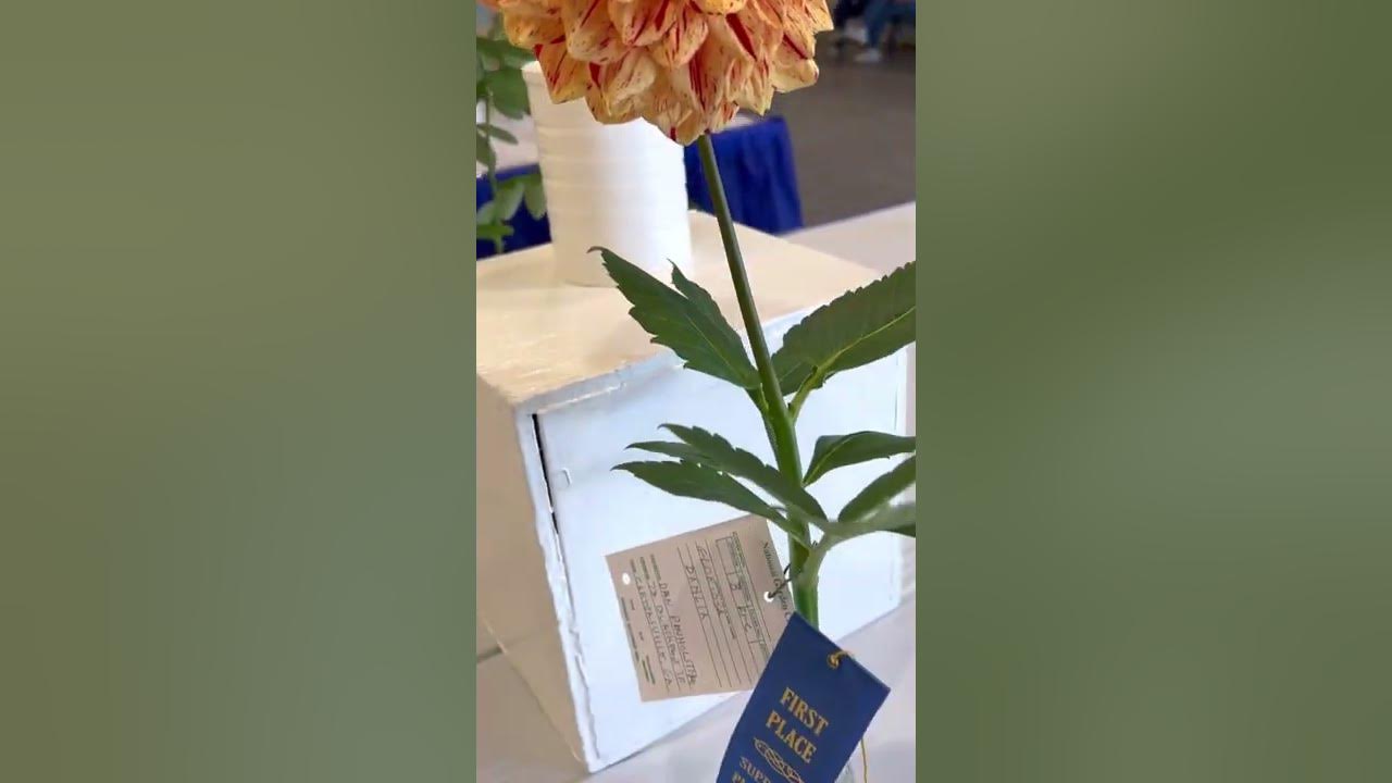 North Fair in Marietta exhibits for Dhalias/ State Fair