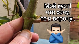 Мой куст жирует, неправильная нагрузка и тд. Ответы на комментарии специалистов 😀 #виноград#нагрузка