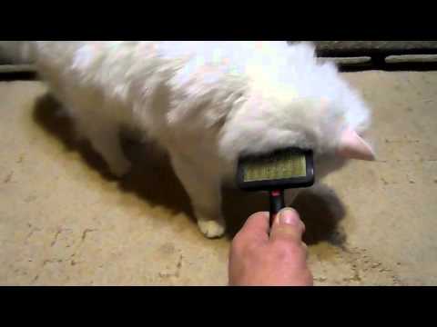 Кот расчесывает усы Кот расчесывает усы
