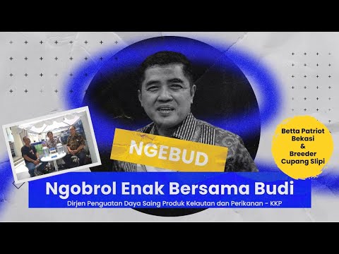 Utak atik temukan strain ikan cupang hias unggul dan berkualitas