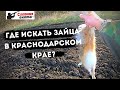 Охота на зайца 2020 | Где охотиться на зайца в краснодарском крае