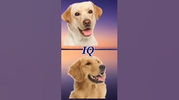Labrador Retriever Vs Golden Retriever #shorts #vs #labrador #goldenretriever #DogUltimate