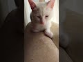 when i'm obsessed with my Cats😊😊