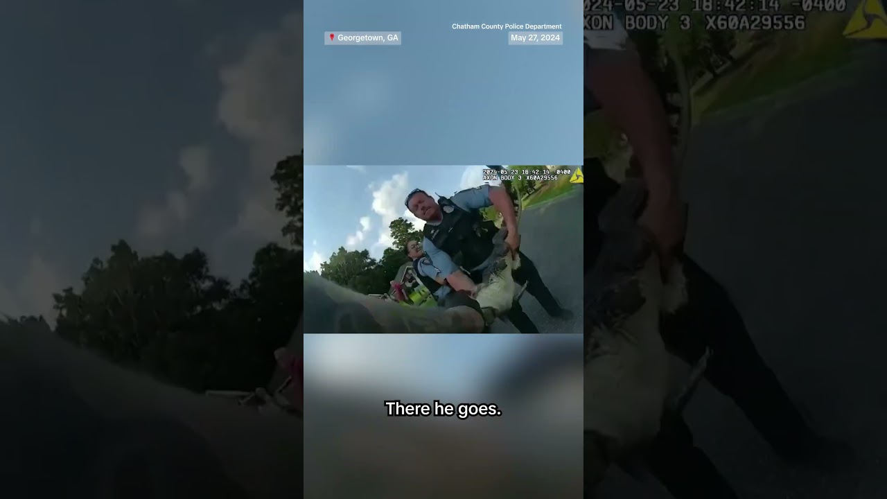 Cops wrangle alligator in Georgia neighborhood Cops wrangle alligator in Georgia neighborhood