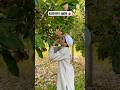 Kashmiri Apple Kashmir Tour Bangladesh ক শ ম র ভ রমণ ব ল দ শ থ ক Musafirmijan ক শ ম র Kashmir Kashmiri Apple Kashmir Tour Bangladesh ক শ ম র ভ রমণ ব ল দ শ থ ক Musafirmijan ক শ ম র Kashmir