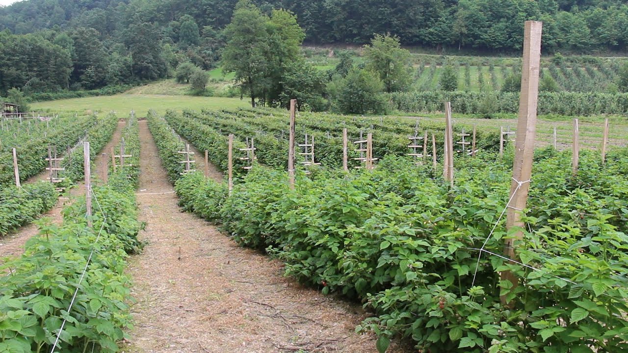 Koju sortu maline odabrati za podizanje novog zasada