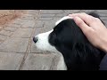 Patting Bella the border collie (18th June 2023) (read description)