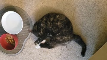 Minerva Fresh Catnip toy to the rescue!