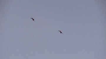 DIY Duck Impoundment