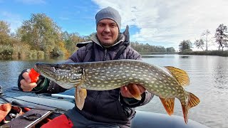 картинка: ✅Осінній джиг у КОРЧАХ!🌲😱 Ловив СУДАКІВ а клювали ЩУКИ!😍 Ізік рулить!🎣