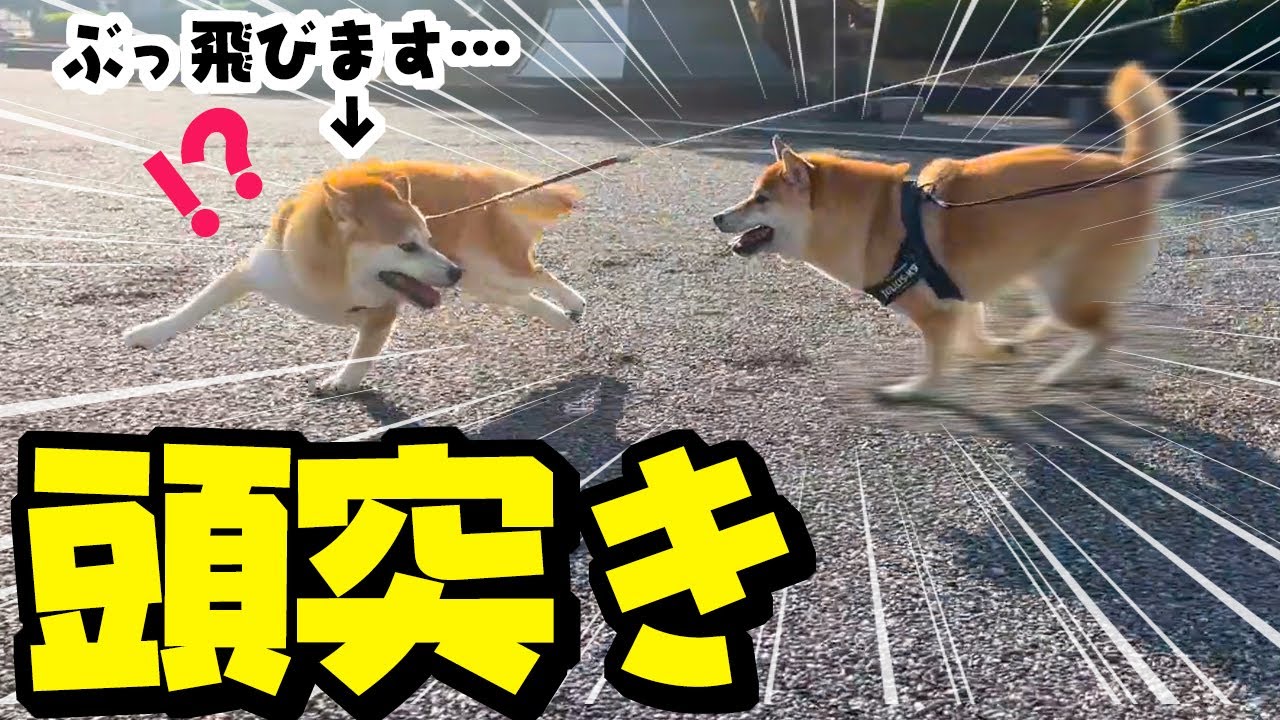 Here's the older Shiba Inu being sent flying by the fast