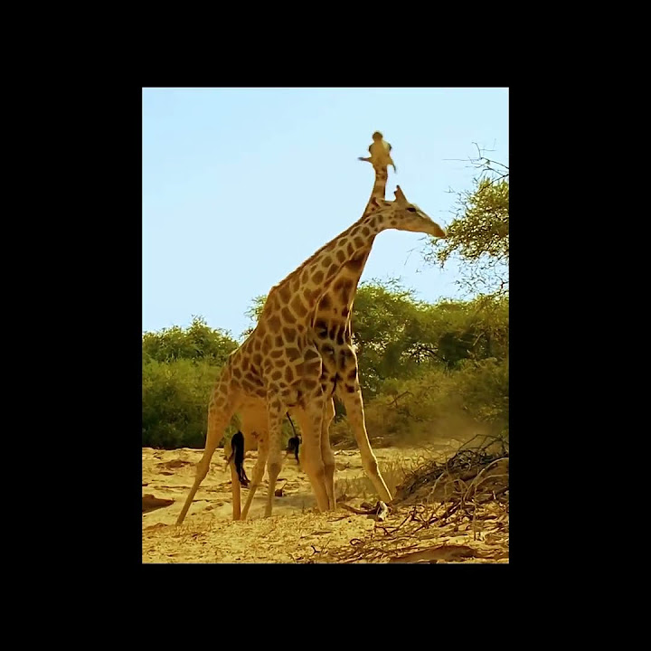 The giraffe fights - YouTube