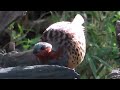 コジュケイ_8_浅間山公園_Bamboo partridge_4K