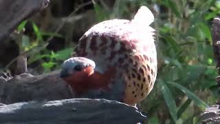 コジュケイ_8_浅間山公園_Bamboo partridge_4K