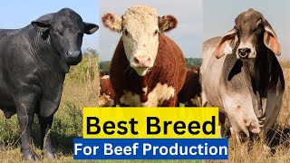 Top 5 Best Cattle Breed For Meat In The World