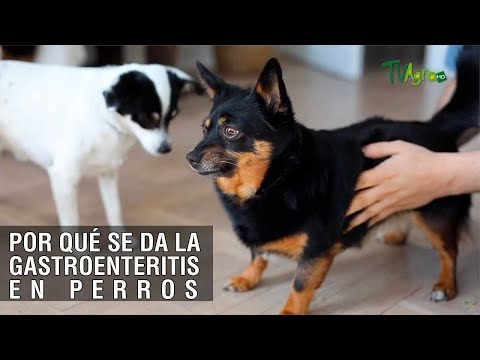 Video: Perro gastroenteritis