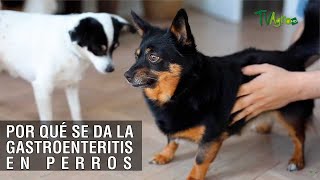 Por qué se da la gastroenteritis en perros  TvAgro por Juan Gonzalo Angel Restrepo