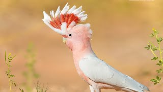 Какаду инка (англ. Major Mitchell's cockatoo)