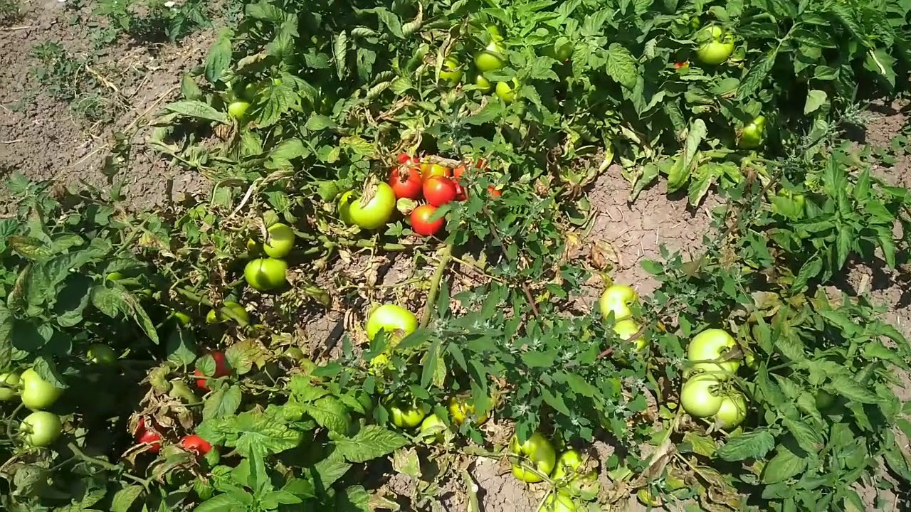Kükürt toz pas akarı kırmızı örümcek mücadelesi YouTube