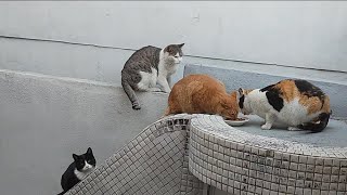 아침부터 마당에 모여 있는 고양이들~ by 동고동락 415 views 4 months ago 6 minutes, 21 seconds