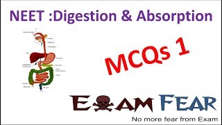 NEET Biology Digestion 