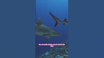 The Shark Truths: 3 Surprising Facts You Didn