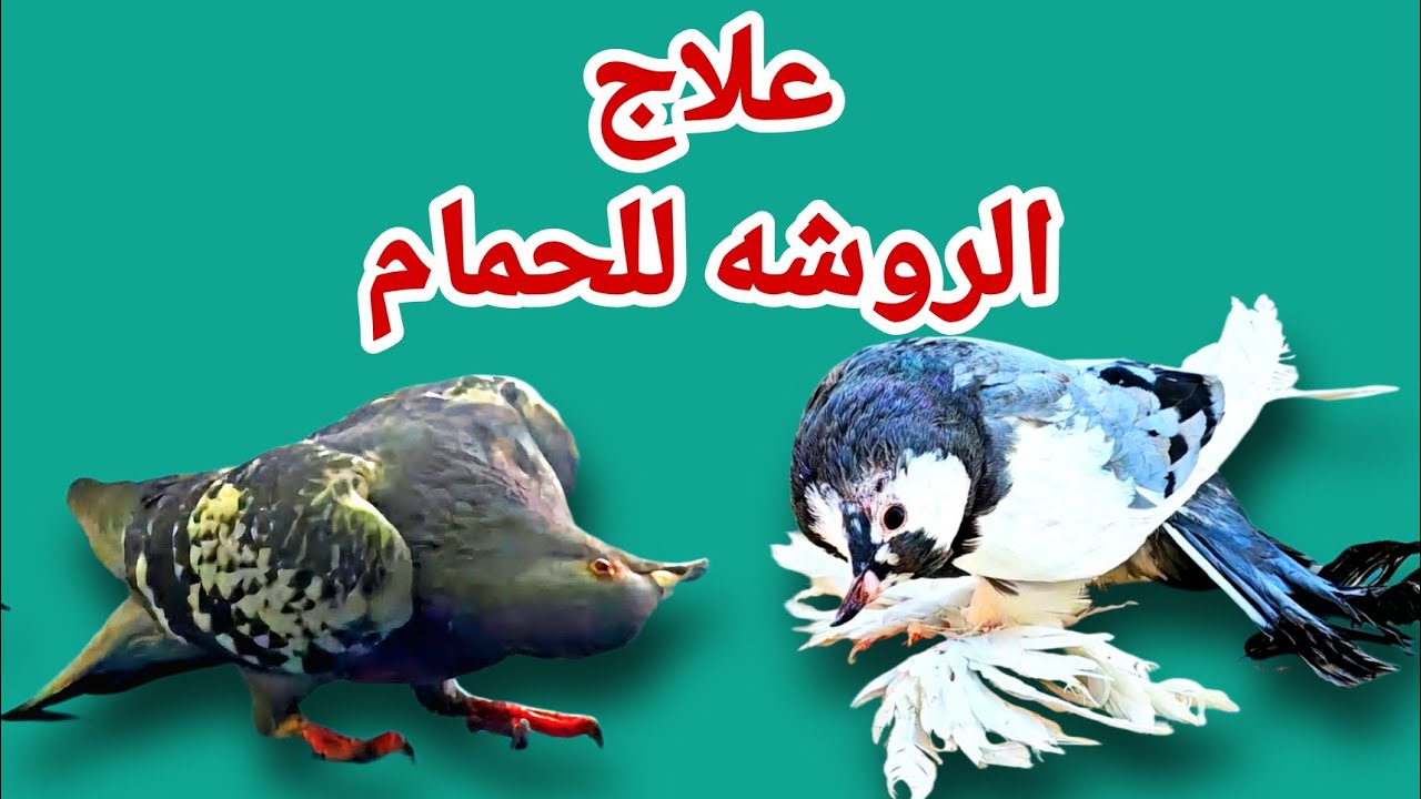 الحمام كله جاله روشة😯تعالي اقولك علي اقوي علاج للروشه والهزه للحمام والطيور👌