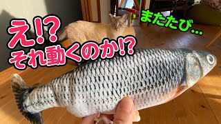 魚の形をした動くけりぐるみに驚くほど猫が食いつきました 猫おもちゃレビュー Youtube