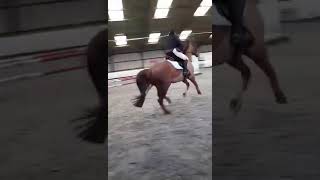 Finn 2ft6 jumping - double clear