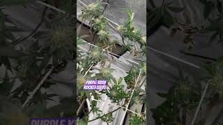 Week 4 of flower I literally drowned this plant twice I believe that’s why popcorn nugs