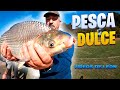 PESCA con MASA DULCE. Pesca en la Ciudad