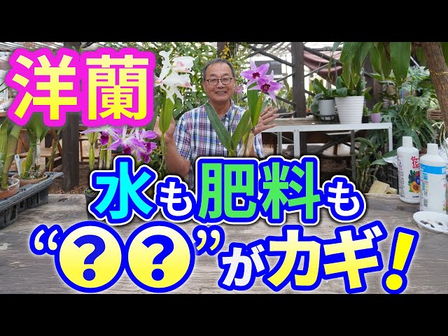 洋蘭】たっぷり与えてしっかり育てる！夏のカトレアを元気に育てるコツ